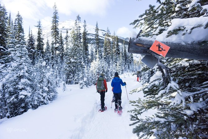 Snowshoeing in Kananaskis - The forest setting and winter wildlife lessons
