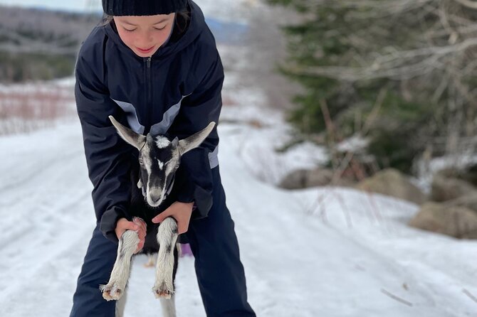 Snowshoeing with mountain goats Private activity - The animals are more than a photo opportunity
