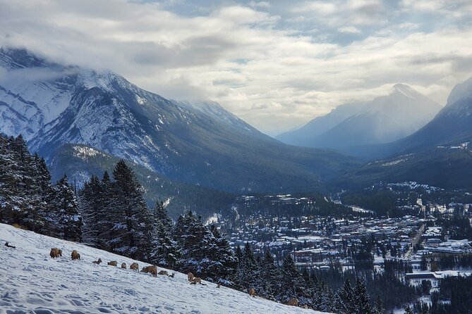 Spectacular Banff Day - Gondola Included - The Banff Gondola reaches the day’s high point