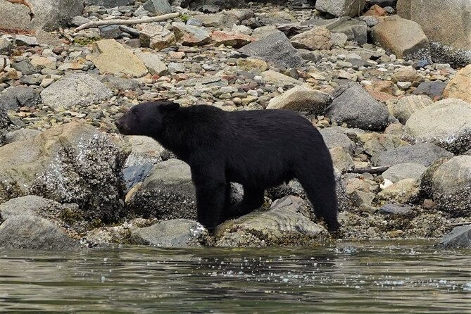Spring Bears and Whales Tour in Campbell River - Key points to know before booking