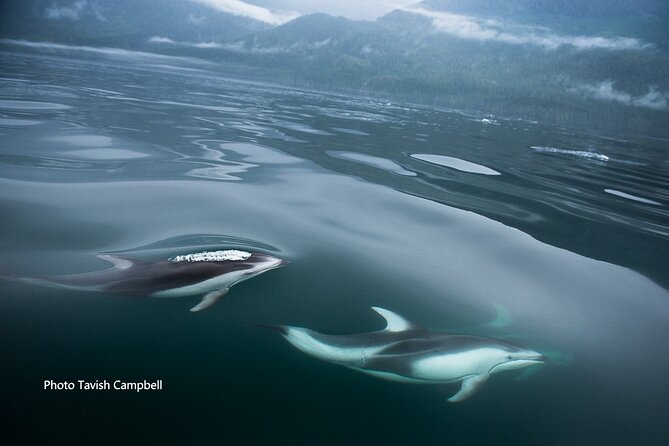 Spring Bears and Whales Tour in Campbell River - Searching the shoreline for bears