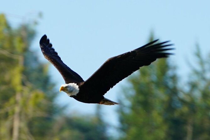 Spring Bears and Whales Tour in Campbell River - Dolphins, sea lions, seals, and bald eagles