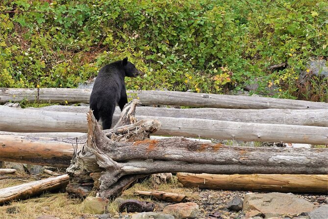 Spring Bears and Whales Tour in Campbell River - What the boat ride feels like