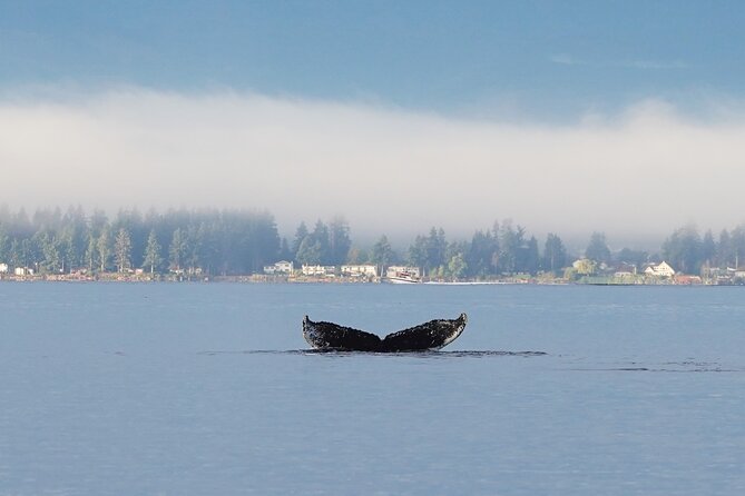 Spring Bears and Whales Tour in Campbell River - Is $335.56 a fair price?