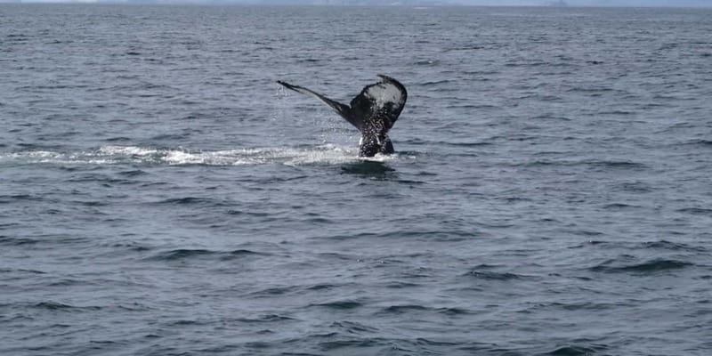 St Johns Premium Tour with Iceberg Quest Boat Cruise - The guides are a major part of the value