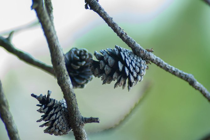 Stawamus Chief Hike & Local Brewery Tasting - Key points to know before booking