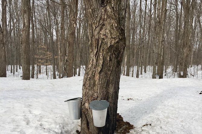 Sugar Shack (Feb to May) Maple Syrup Private Day Tour with lunch from Montreal - Leaving Montréal for maple country