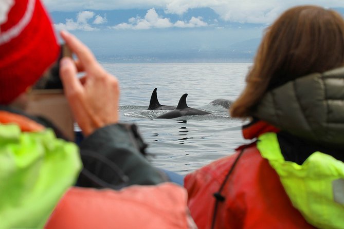 Summer Whale Watching Tour in a Zodiac Boat in Victoria - Why the Zodiac feels so exciting
