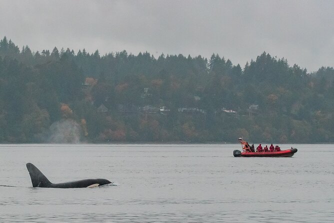 Summer Whale Watching Tour in a Zodiac Boat in Victoria - Race Rocks and its busy marine neighborhood