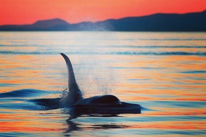 Sunset Whale and Wildlife Adventure in Cowichan Bay - Key points to know before booking