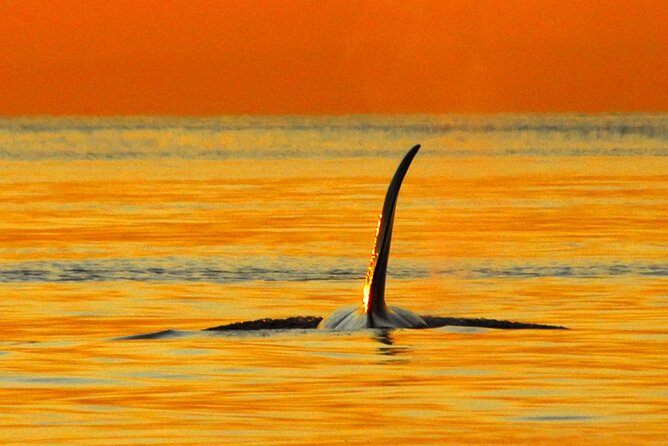 Sunset Whale and Wildlife Adventure in Cowichan Bay - Why sunset is the right time for this Cowichan Bay cruise