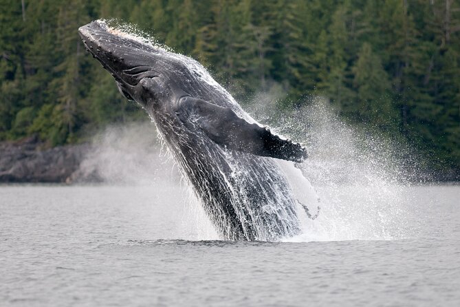Sunset Whale and Wildlife Adventure in Cowichan Bay - The wildlife you might encounter