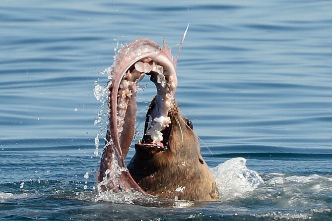 Sunset Whale and Wildlife Adventure in Cowichan Bay - How the guides shape the experience