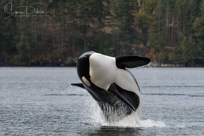 Sunset Whale and Wildlife Adventure in Cowichan Bay - Photography and the return in evening light
