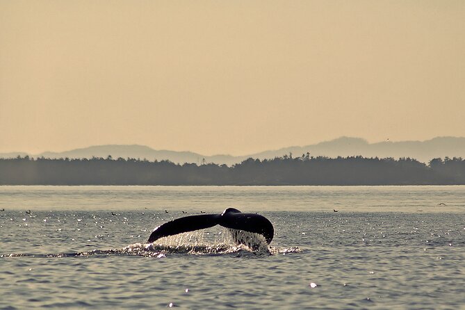 Sunset Zodiac Tour - Looking for whales, seals, and seabirds