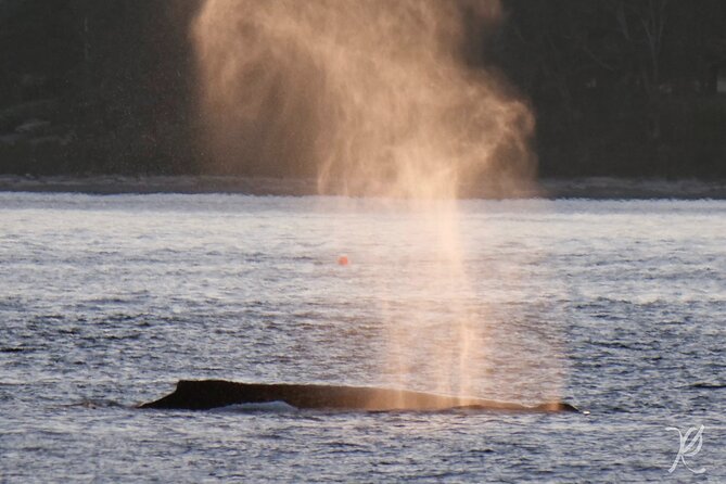 Sunset Zodiac Tour - How much value do you get for $141.16?