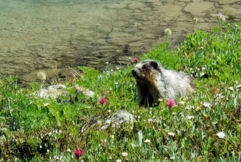 Sunshine Meadows Daily Guided Hike with Gondola - Key points about the Sunshine Meadows hike