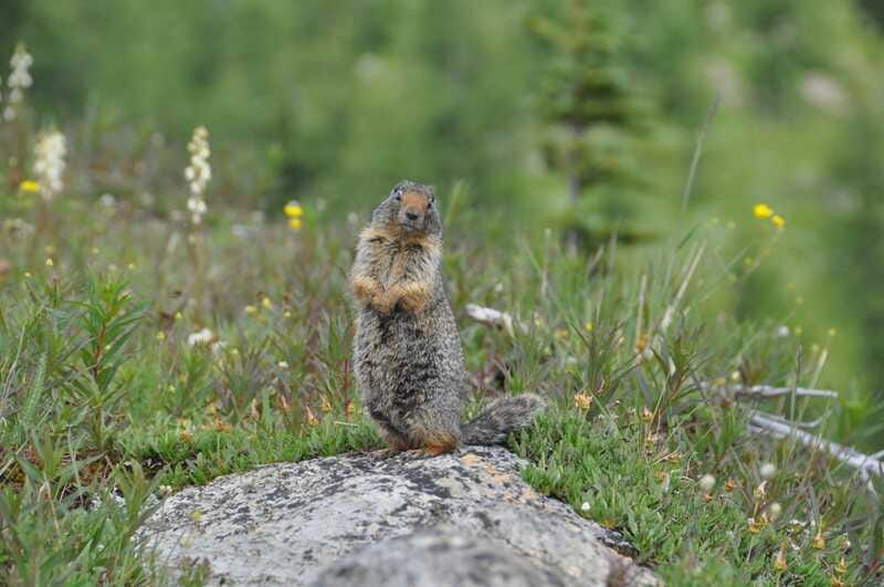 Sunshine Meadows Daily Guided Hike with Gondola - Fitness, clothing, and the main drawbacks
