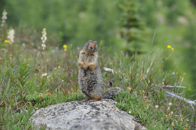 Sunshine Meadows Daily Guided Hike with Gondola - 8:20am pickup in Banff and the ride to Sunshine Village