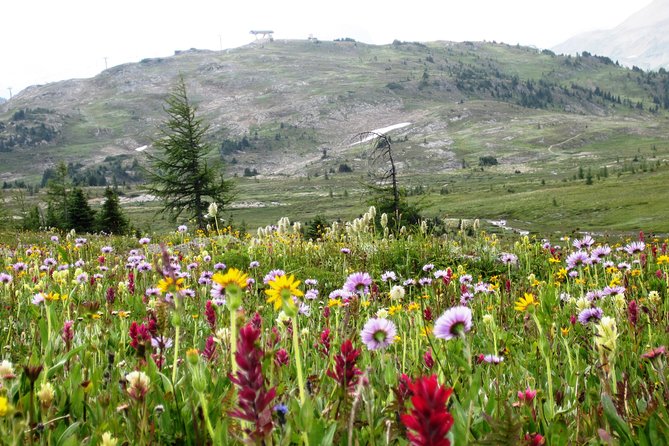Sunshine Meadows Vistas - Guided Hike (Easy) - Key points to know before booking
