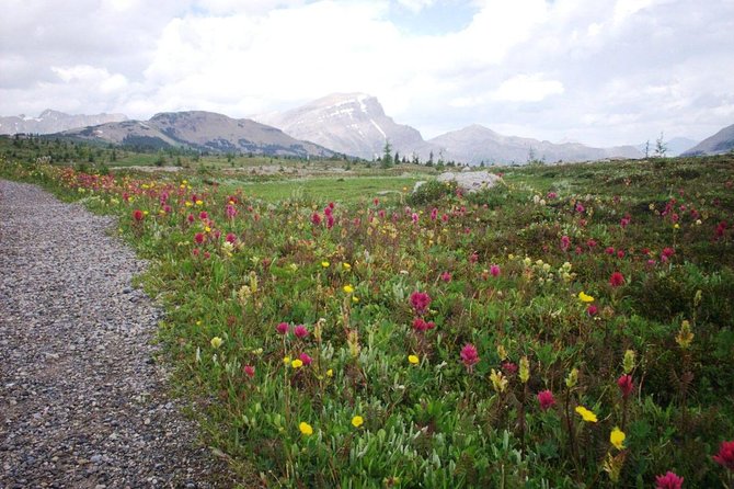 Sunshine Meadows Vistas - Guided Hike (Easy) - Reaching Sunshine Meadows from Banff