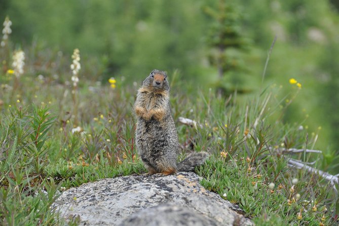 Sunshine Meadows Vistas - Guided Hike (Easy) - Flowers, lakes, and high mountain views