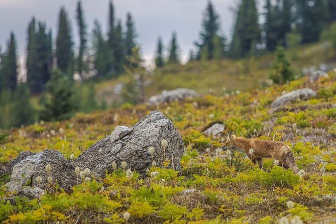 Sunshine Meadows Vistas - Guided Hike (Easy) - Why the guide matters here