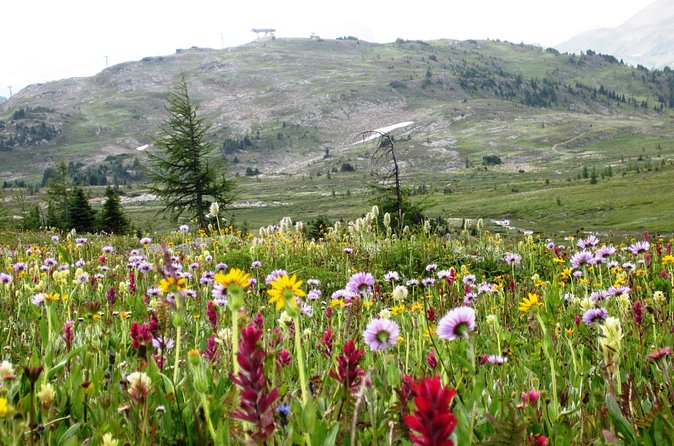 Sunshine Meadows Vistas - Guided Hike (Easy) - Wildlife watching without false promises