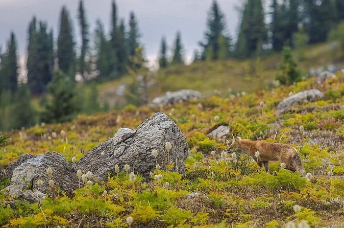 Sunshine Meadows Vistas - Guided Hike (Easy) - Is $154.42 a fair price?