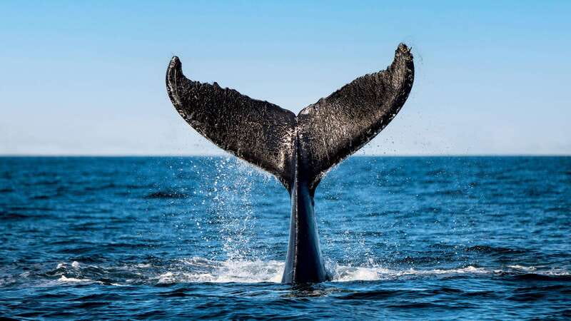 Tadoussac/Charlevoix: 3-Hour Whale Watching Boat Tour - Key points before you book