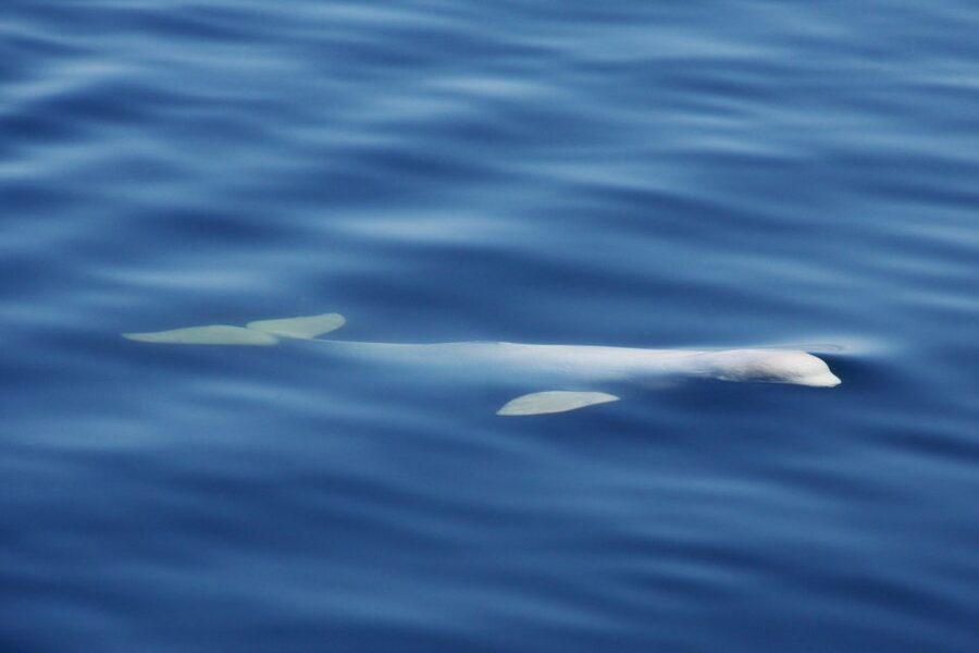 Tadoussac/Charlevoix: 3-Hour Whale Watching Boat Tour - Who will enjoy this cruise most?