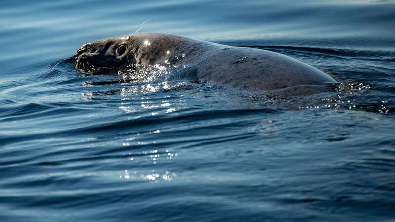 Tadoussac/Charlevoix: 3-Hour Whale Watching Boat Tour - Whale sightings: what you may see