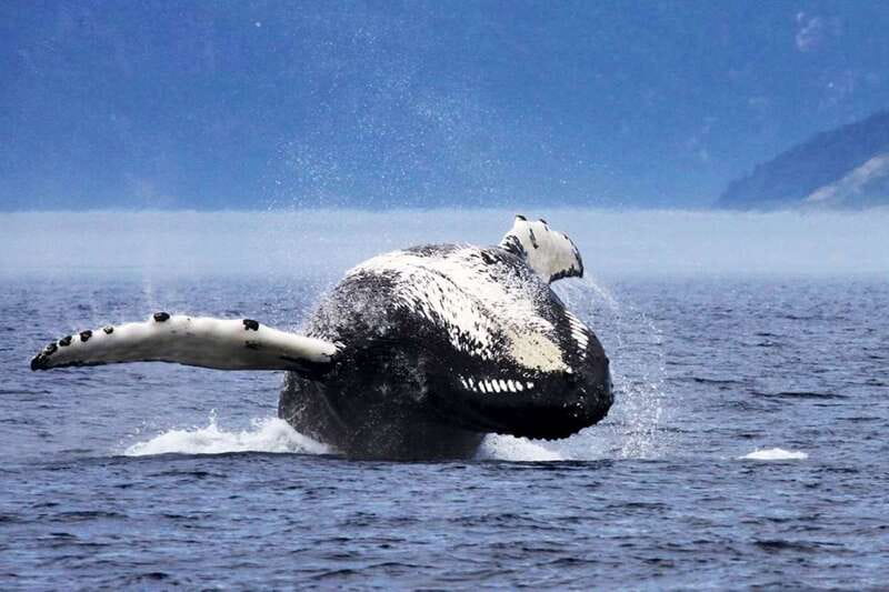 Tadoussac/Charlevoix: 3-Hour Whale Watching Boat Tour - Why the bilingual guide matters