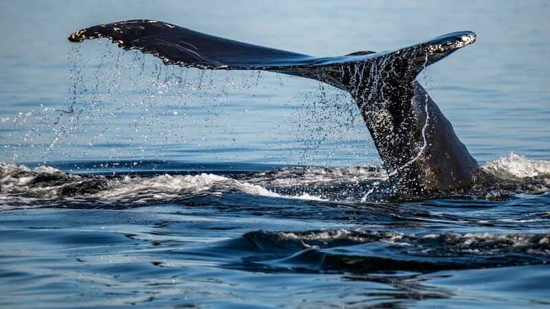 Tadoussac/Charlevoix: 3-Hour Whale Watching Boat Tour - Food, drinks, and onboard costs
