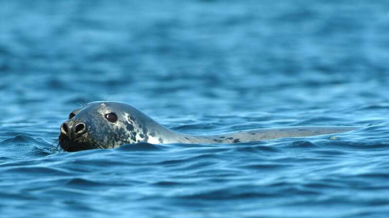 Tadoussac/Charlevoix: 3-Hour Whale Watching Boat Tour - Is $122 a fair price?