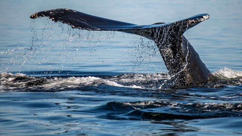 Tadoussac/Charlevoix: 3-Hour Whale Watching Boat Tour - What the three-hour route is really like