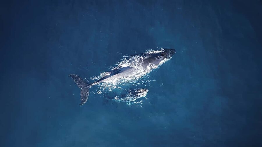 Tadoussac/Charlevoix: VIP Lounge OR UpperDeck Whale Watching - Why the Saguenay-St. Lawrence Marine Park matters