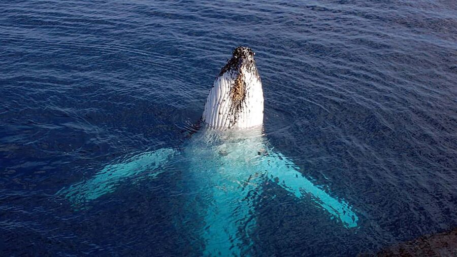 Tadoussac/Charlevoix: VIP Lounge OR UpperDeck Whale Watching - From Tadoussac or Baie-Ste-Catherine