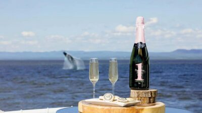 Tadoussac/Charlevoix: VIP Lounge OR UpperDeck Whale Watching