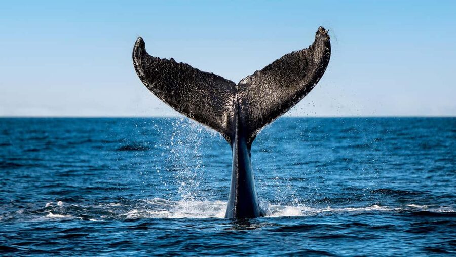 Tadoussac/Charlevoix: VIP Lounge OR UpperDeck Whale Watching - What happens during the three-hour cruise