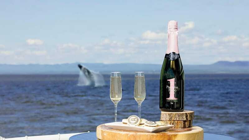 Tadoussac/Charlevoix: VIP Lounge OR UpperDeck Whale Watching - Which whales might you see?