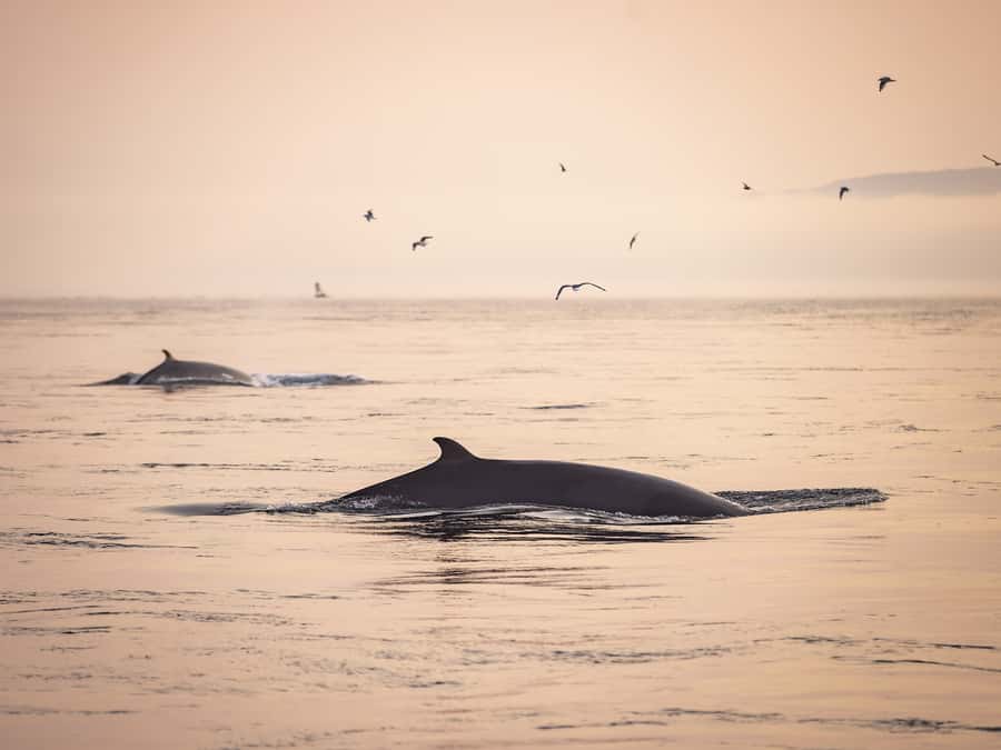 Tadoussac/Charlevoix: Whale & Fjord Morning or Twilight Tour - Quick points before you book