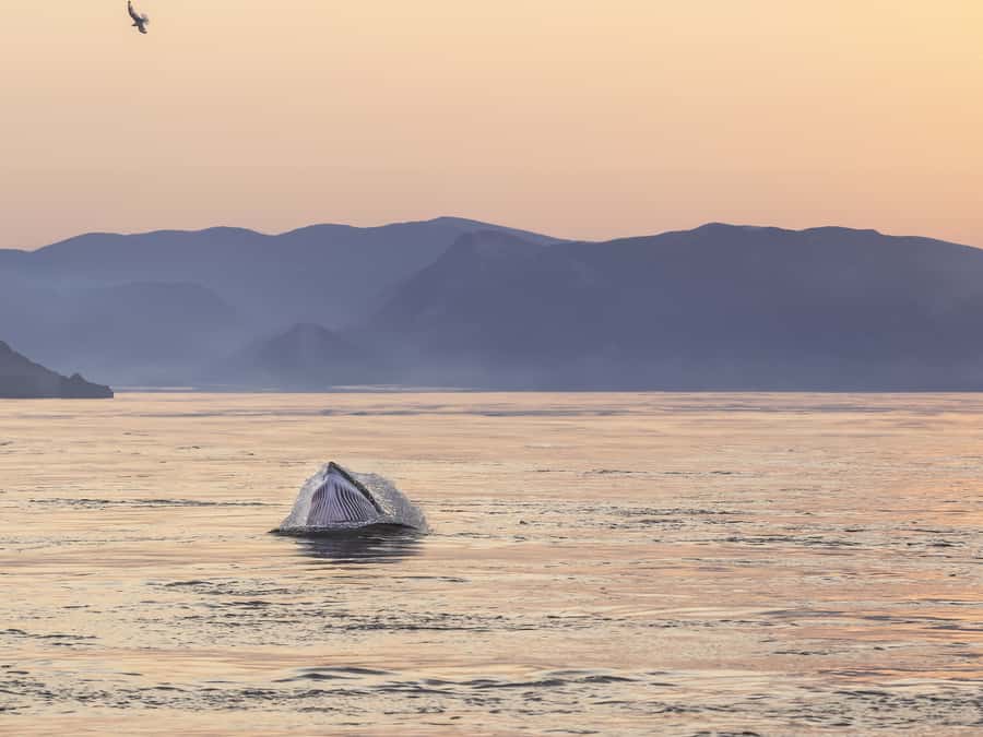 Tadoussac/Charlevoix: Whale & Fjord Morning or Twilight Tour - Following the route through the fjord