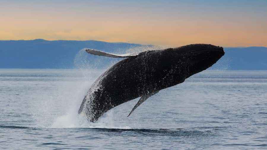 Tadoussac/Charlevoix: Whale & Fjord Morning or Twilight Tour - Which whales might you see?
