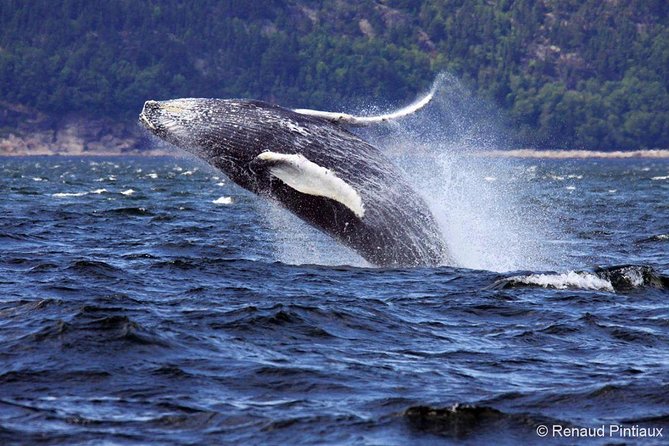 Tadoussac/Charlevoix: Whale Watching Tour - The fjord adds scenery and shelter