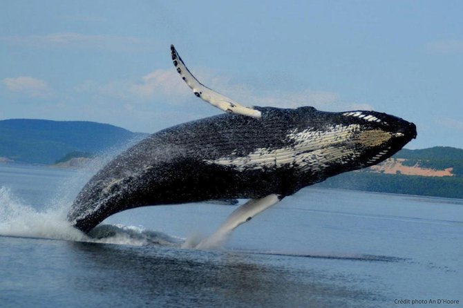 Tadoussac/Charlevoix: Whale Watching Tour - What the larger boat is like in practice