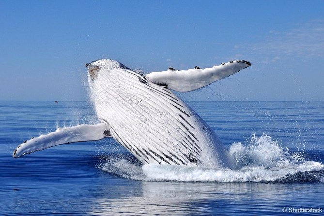 Tadoussac/Charlevoix: Whale Watching Tour - Price, timing, and the real value