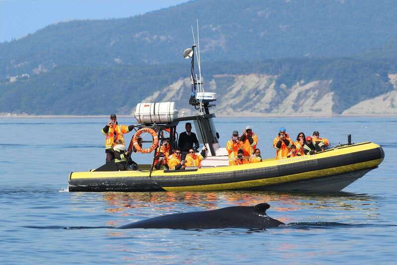 Tadoussac/Charlevoix: Whale Watching Tour & Bear Observation - Key points to know before booking