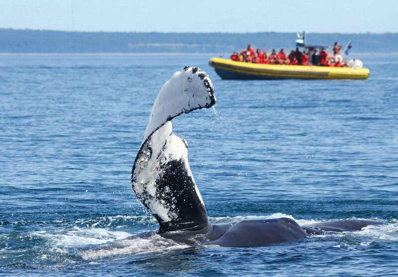 Tadoussac/Charlevoix: Whale Watching Tour & Bear Observation - Why this makes a memorable Quebec day