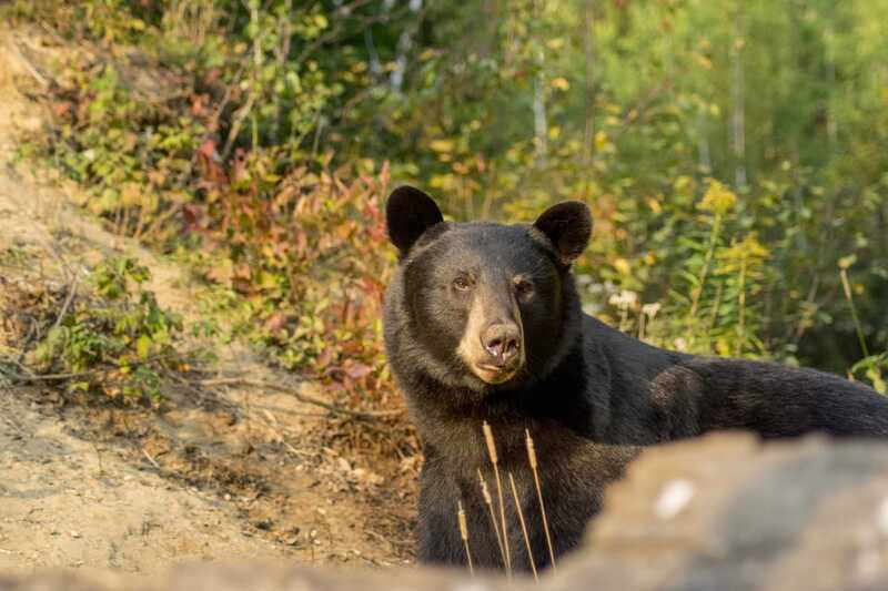 Tadoussac/Charlevoix: Whale Watching Tour & Bear Observation - The animal sanctuary: useful extra or weak link?